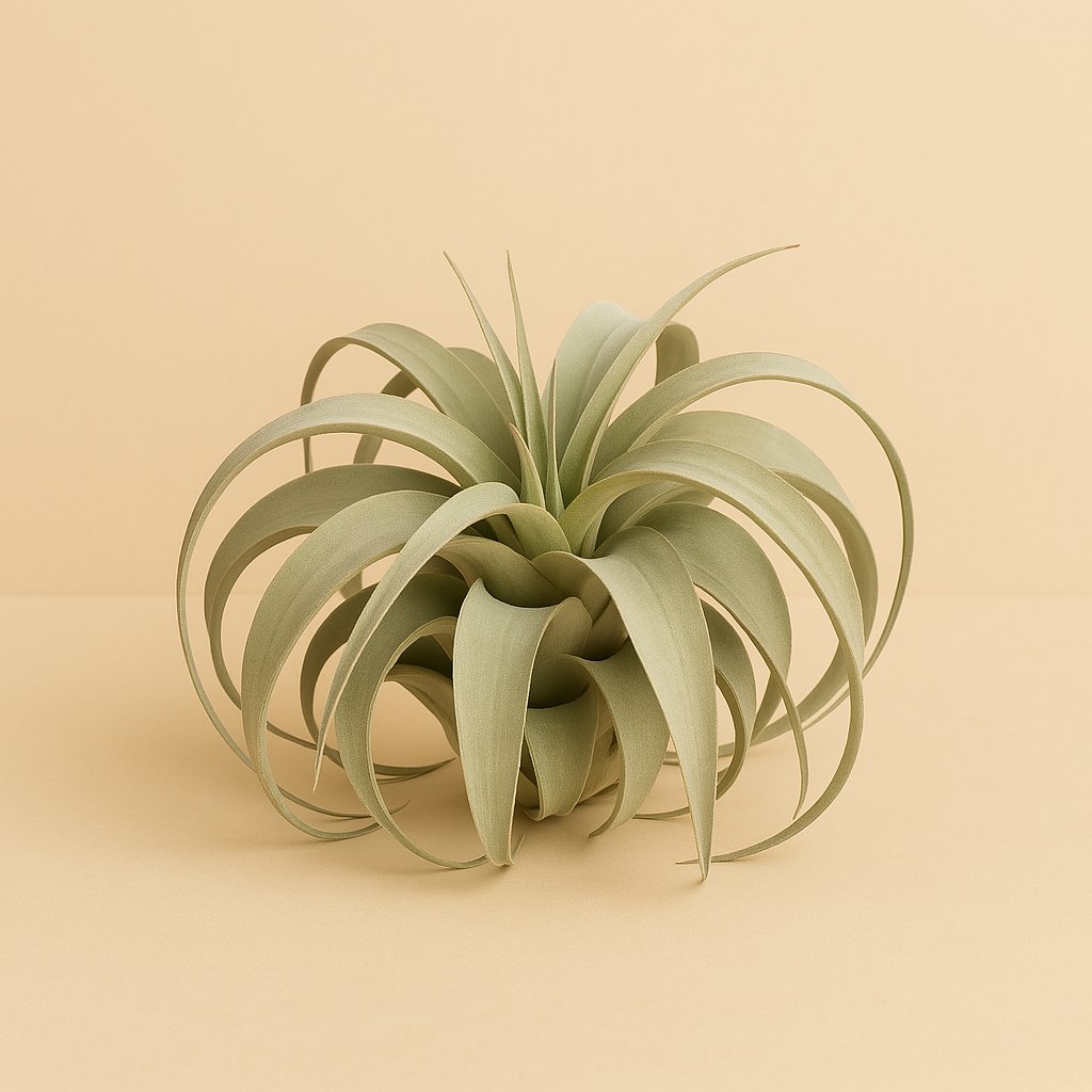 Tillandsia Xerographica Large - 25cm