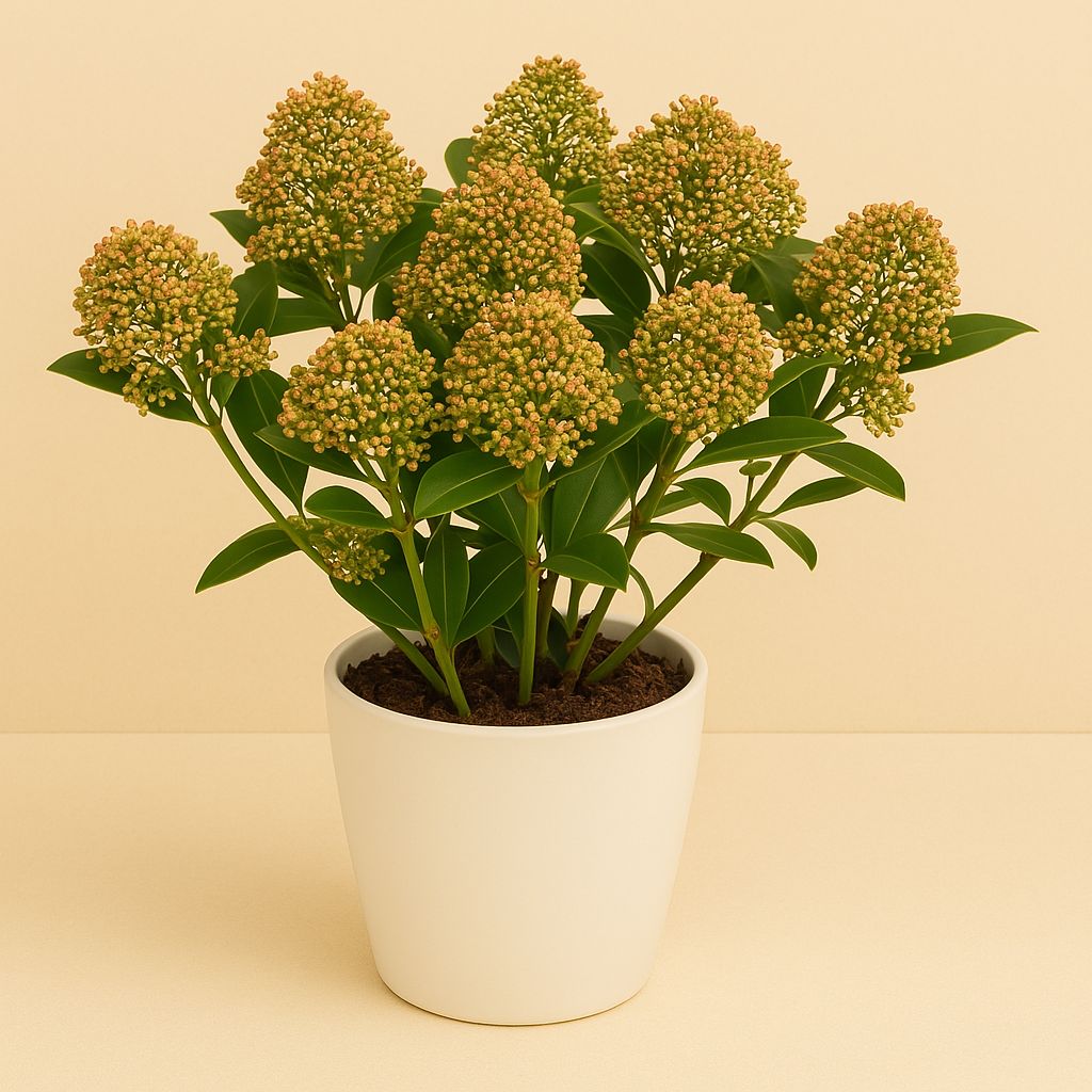 Skimmia Japonica Marlot - 25cm