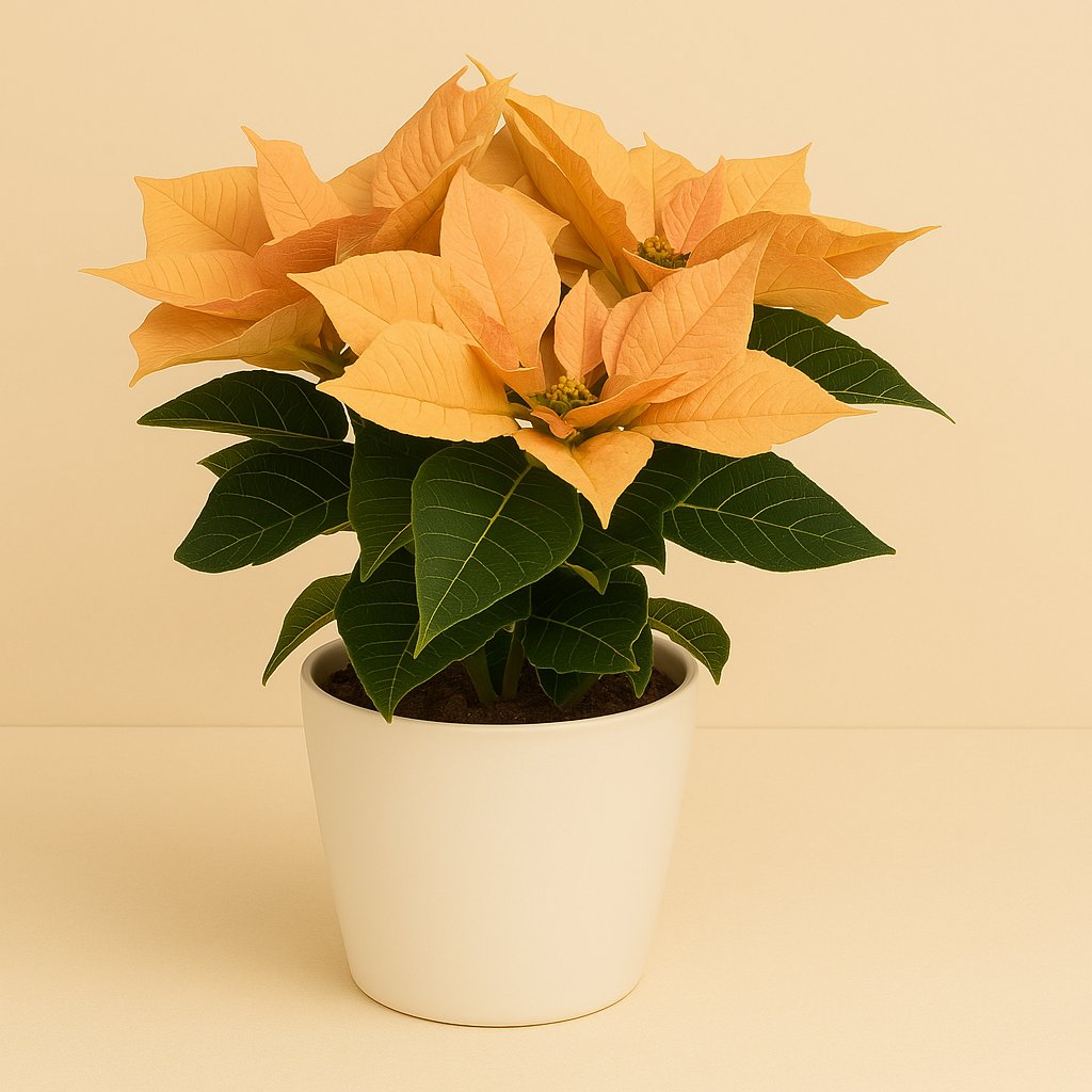 Euphorbia Autumn Leaves - 23cm