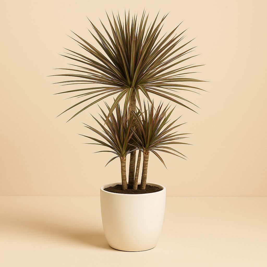 Dracaena Bicolor - 100cm
