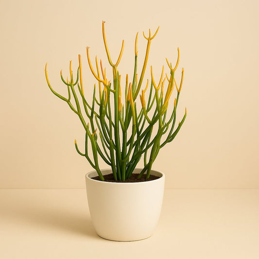 Euphorbia Tirucalli Stramineus - 40cm