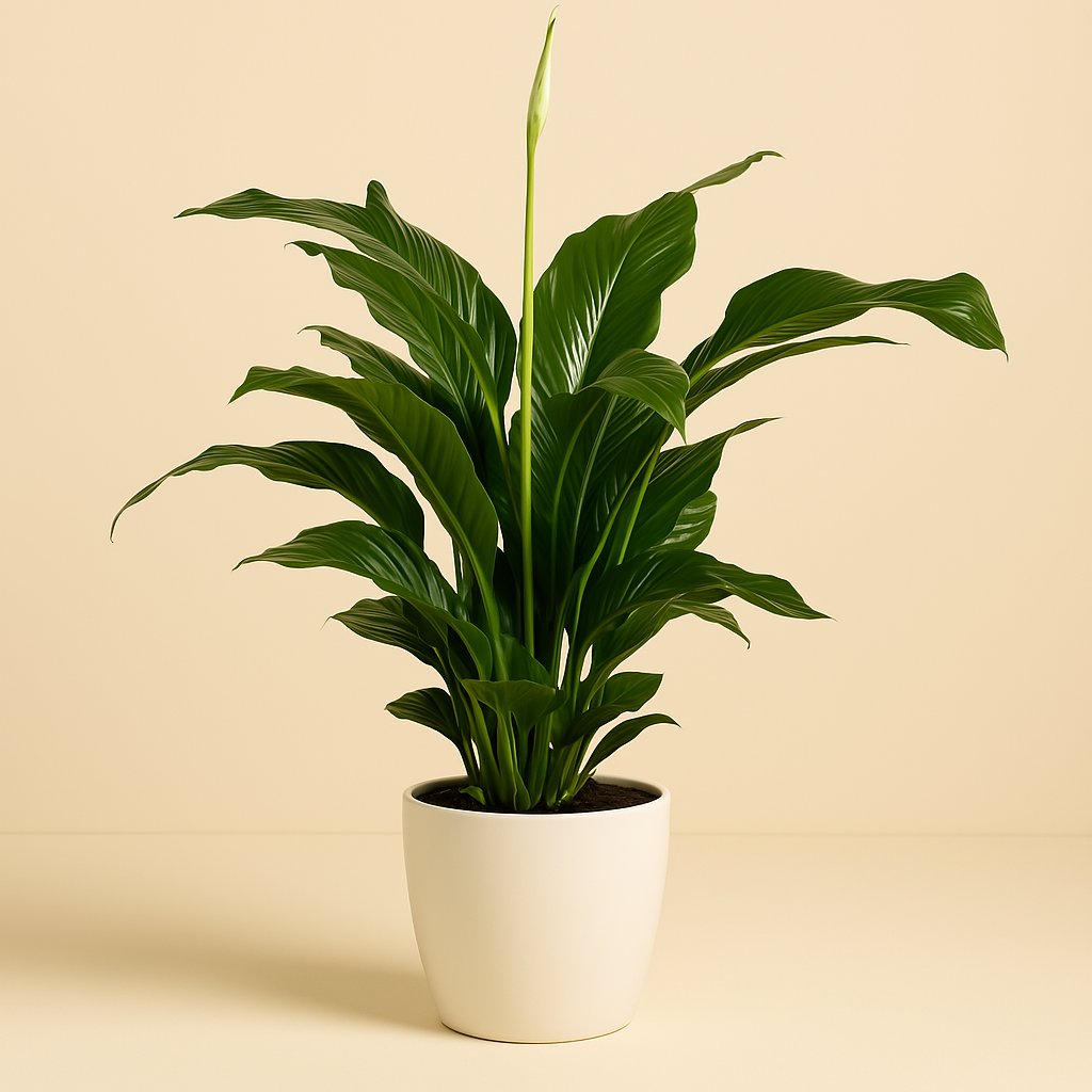 Spathiphyllum Sweet Lauretta - 100cm