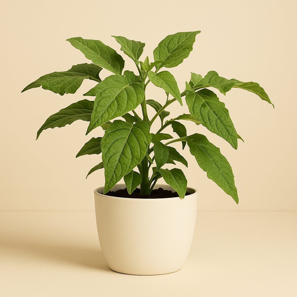 Brugmansia Struik - 60cm
