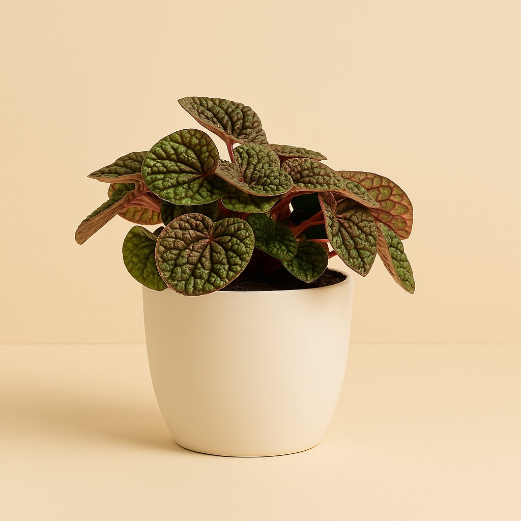 Peperomia Green Bubble - 15cm