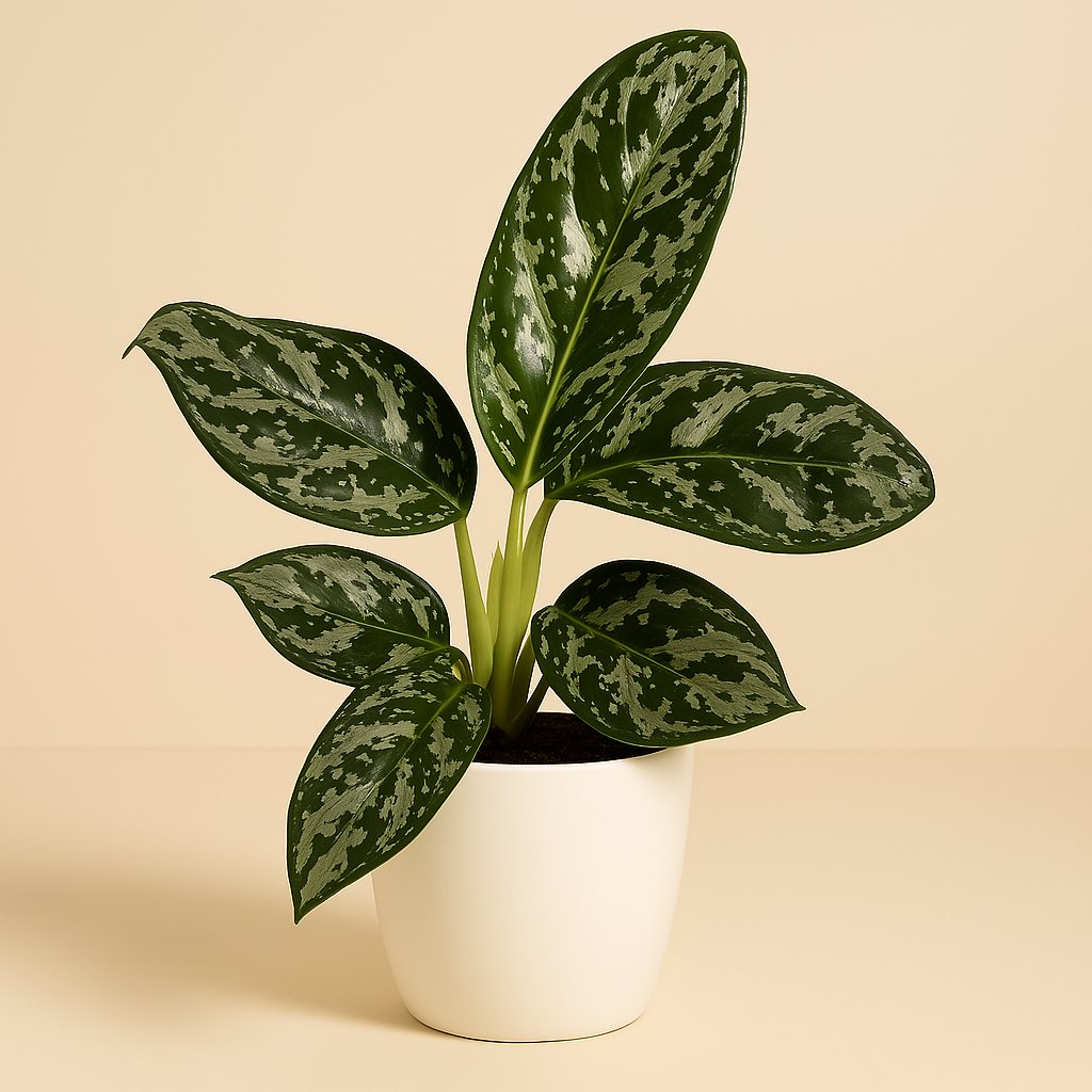 Aglaonema Amazon Silver - 30cm
