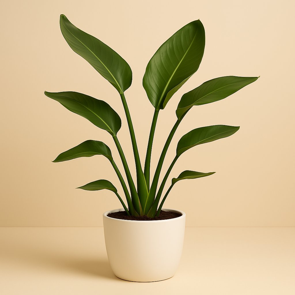 Strelitzia Reginae - 50cm