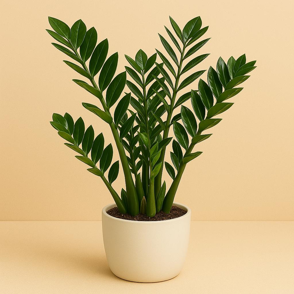 Zamioculcas Zamiifolia - 110cm