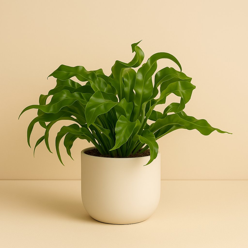 Asplenium Hurricane - 30cm
