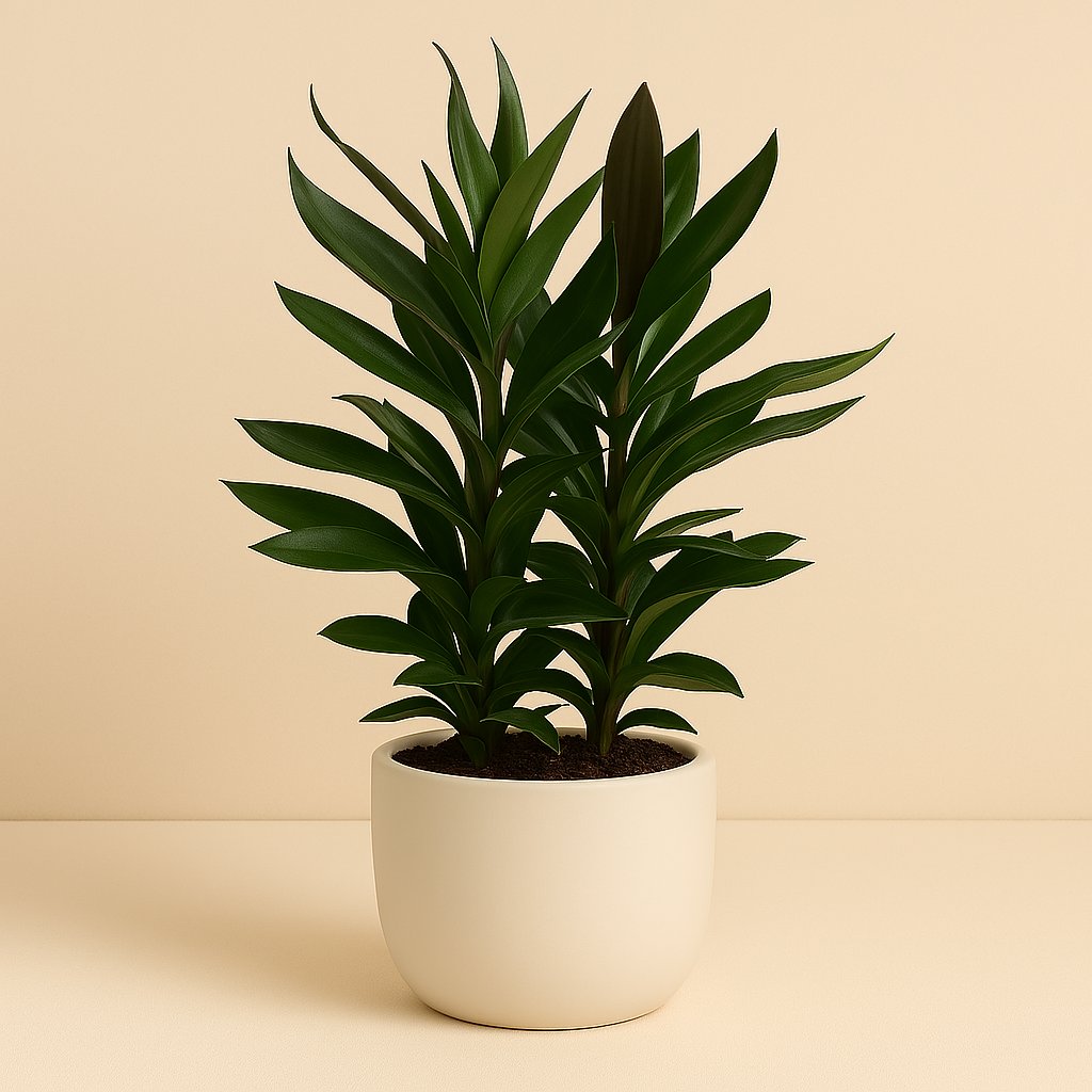 Cordyline Glauca - 60cm