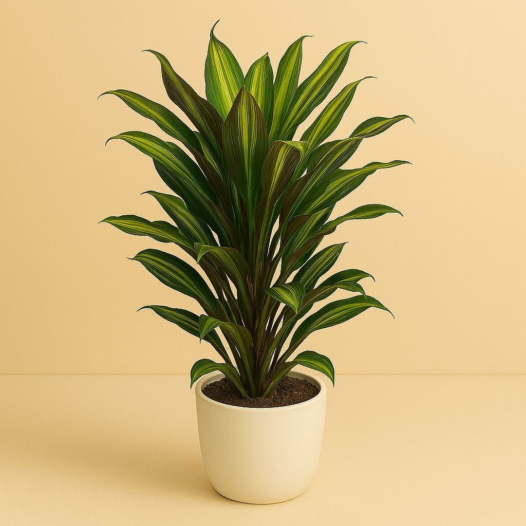 Cordyline Fruticosa Kiwi - 55cm