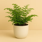 Adiantum Fritz Luthi - 35cm in einem modernen Studio mit modernem Topf