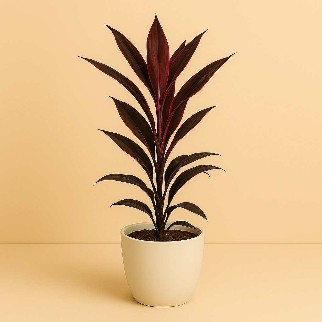 Cordyline Tango - 40cm