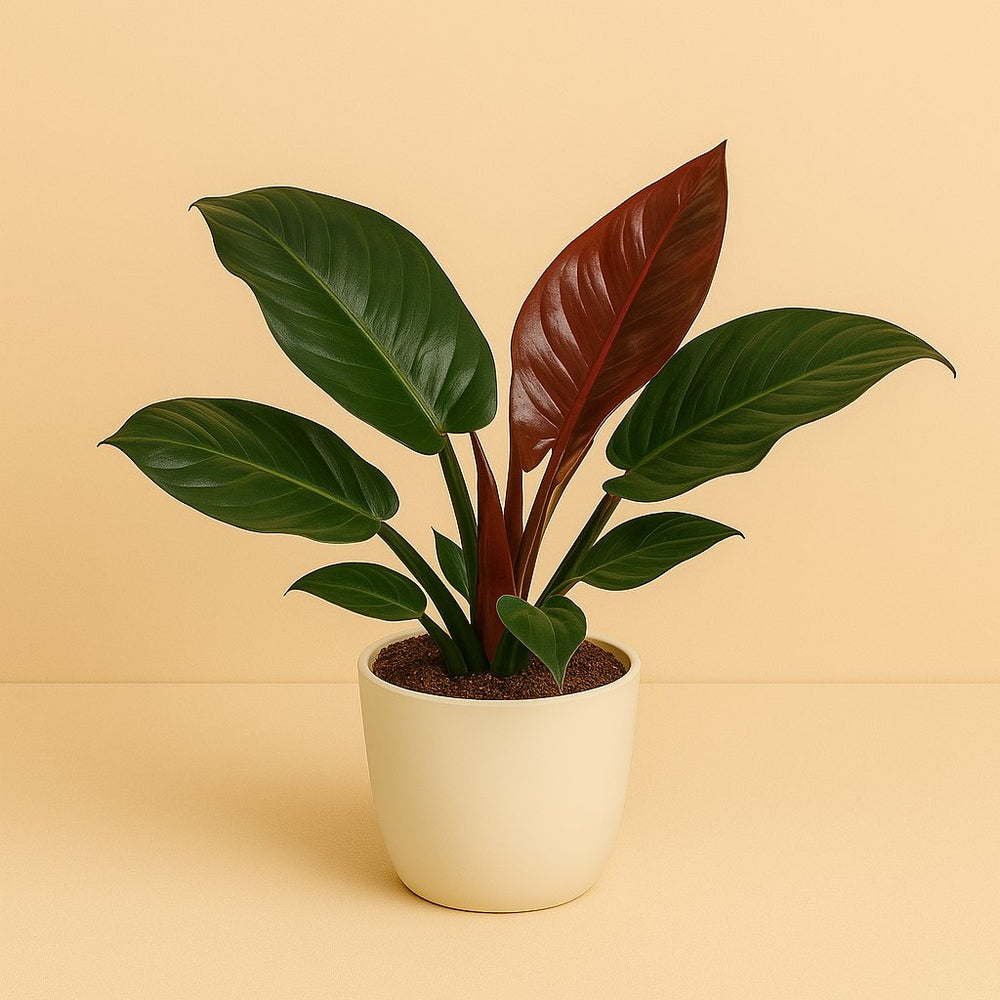 philodendron dünger Purgrün Philodendron-Dünger 1 Liter