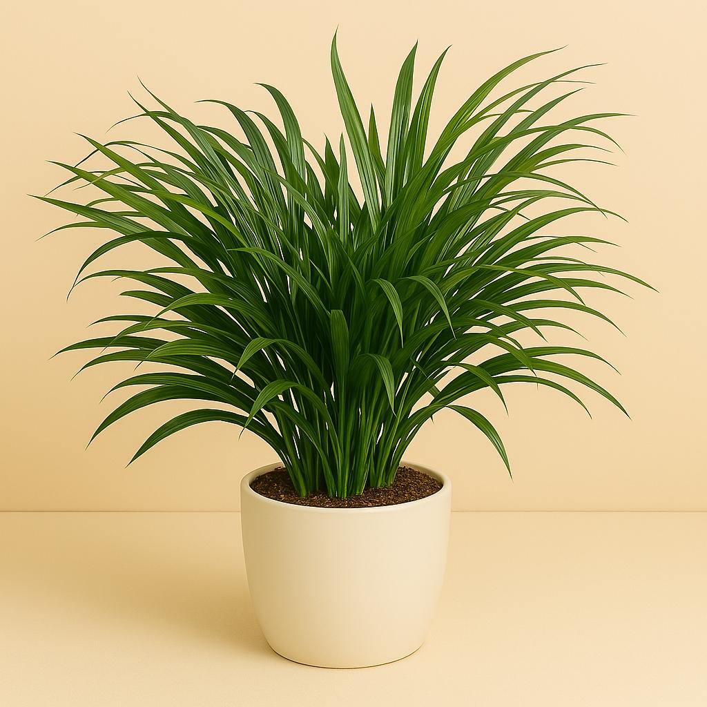 Dracaena Anita - 45cm