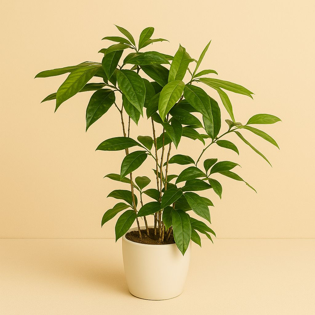Dracaena Surculosa - 60cm