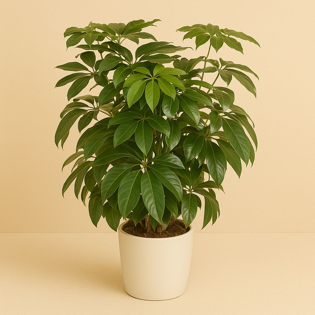 Schefflera Actinophylla Amate - 120cm