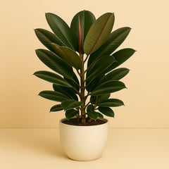 Ficus Robusta - 90cm