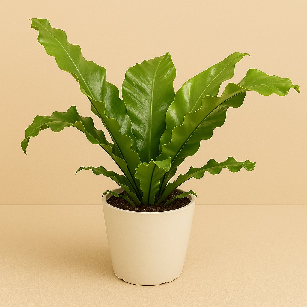 Asplenium Nidus - 45cm