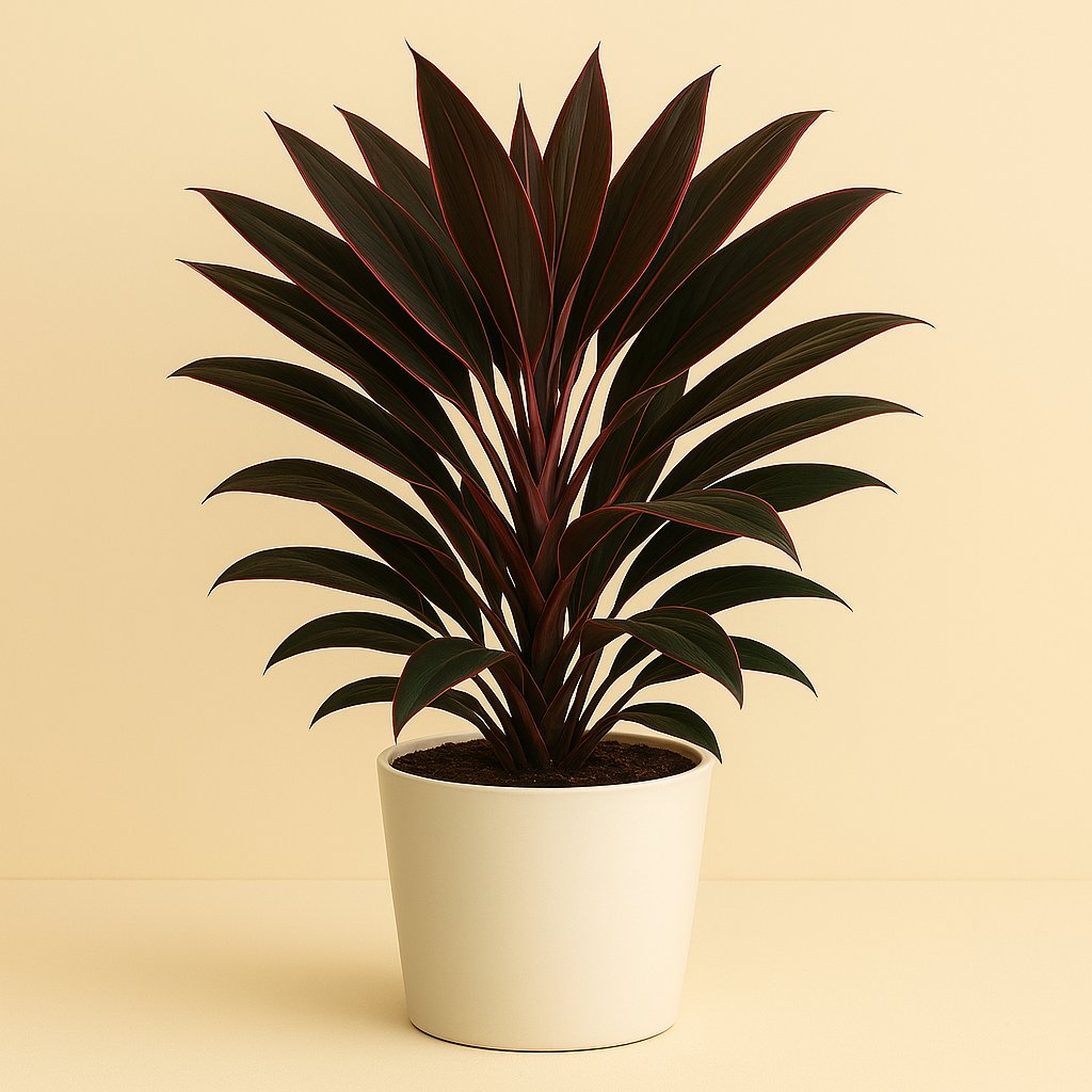 Cordyline Rumba - 55cm