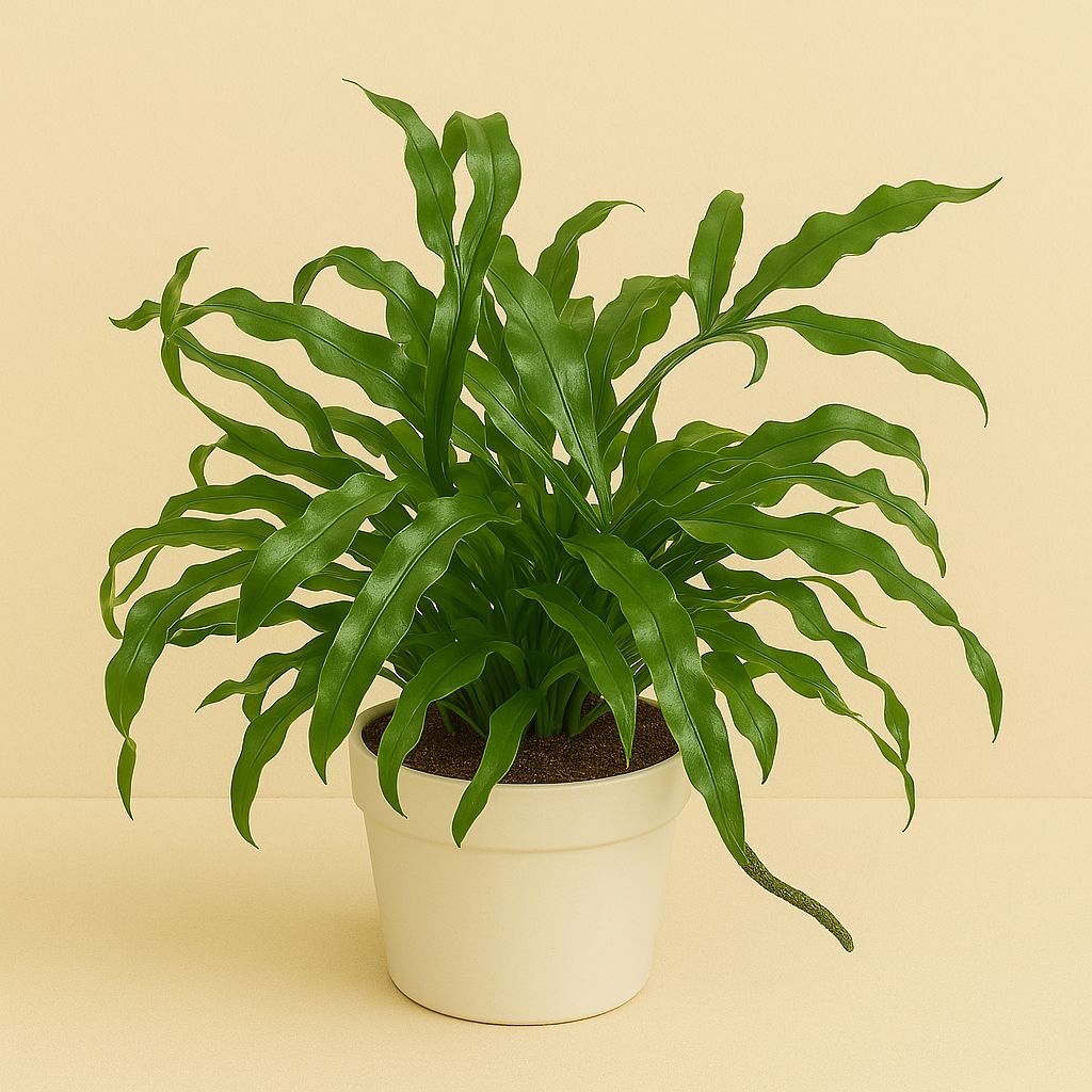 Microsorum Diversifolium - 25cm
