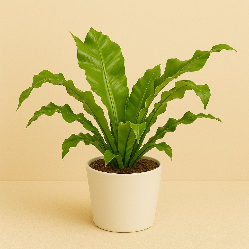 Asplenium Nidus - 60cm