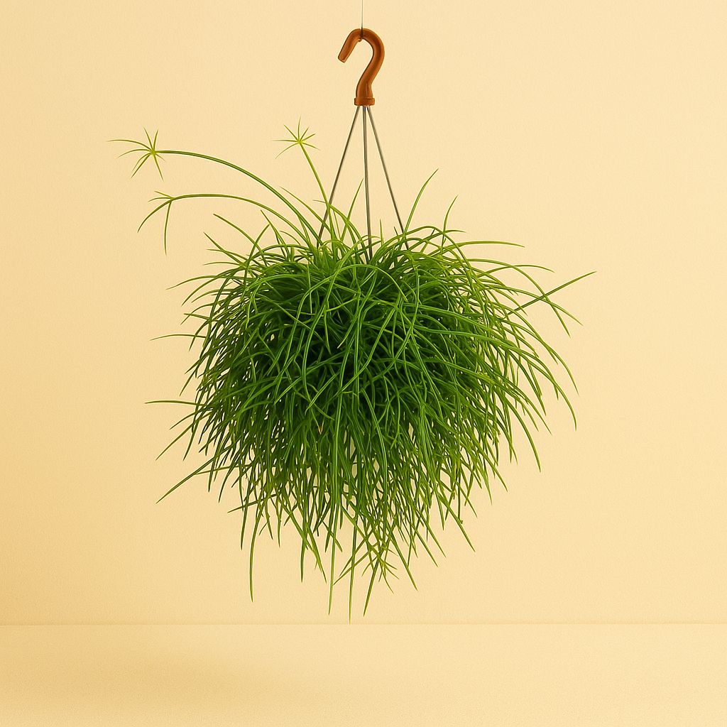 Rhipsalis Pulchra - 35cm