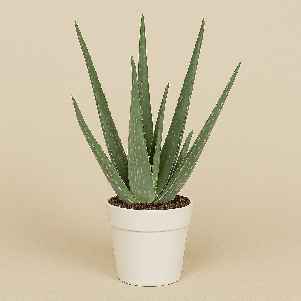 Aloe Vera - 45cm