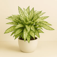 Dieffenbachia Vesuvius - 80cm