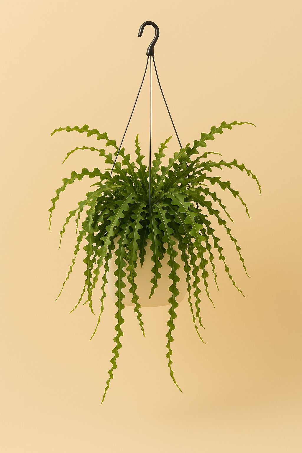 Ephiphyllum Anguliger - 50cm