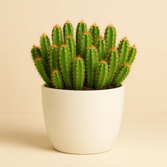 Hylocereus Undatus - 15cm