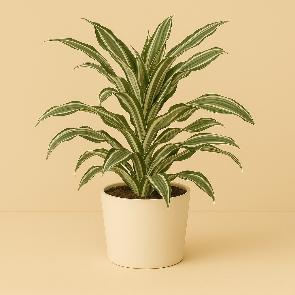Dracaena Fragrans - 40cm