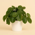 Pilea Peperomioides 25cm im 15cm Topf