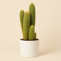 Vatricania Guentheri - 55cm
