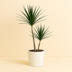 Dracaena Marginata 70cm im 17cm Topf