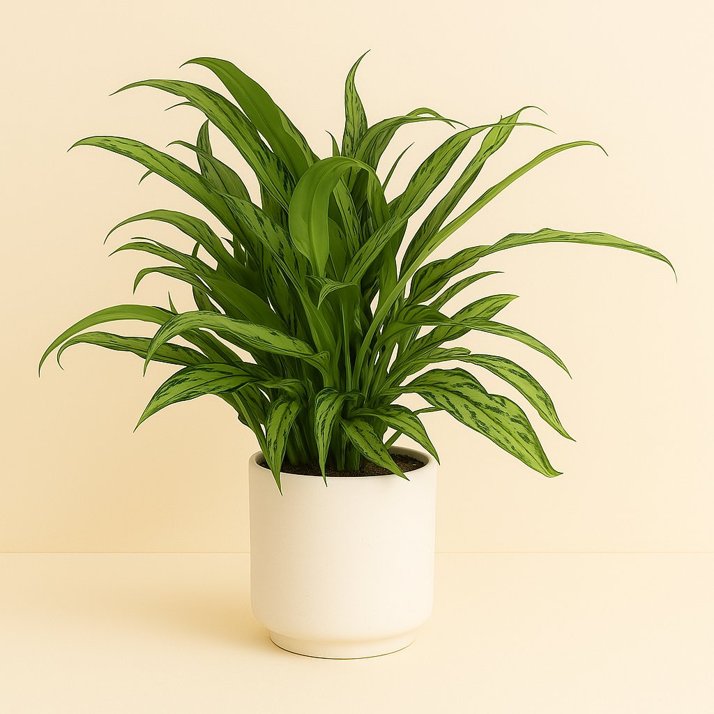 Aglaonema Cutlass - 12cm