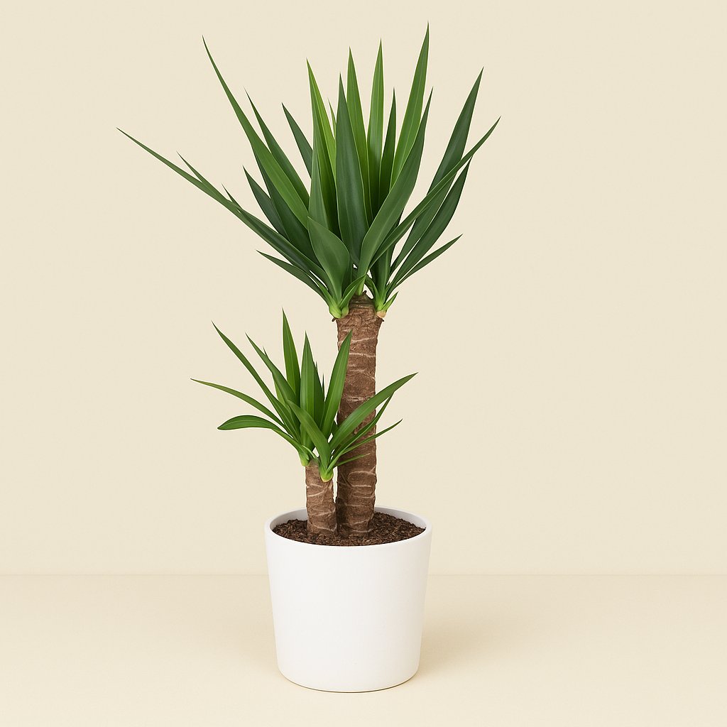 Yucca Elephantipes - 100cm