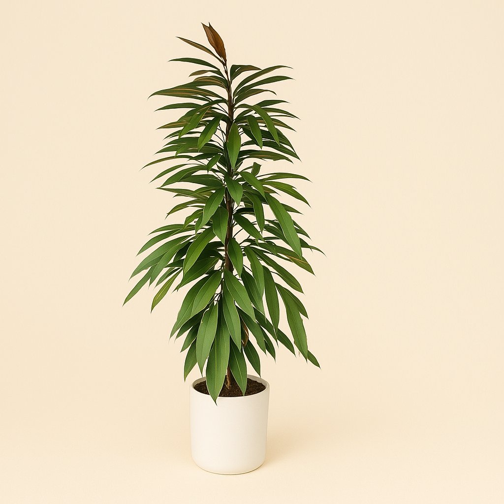 Ficus Binnendijkii Amstel King - 95cm