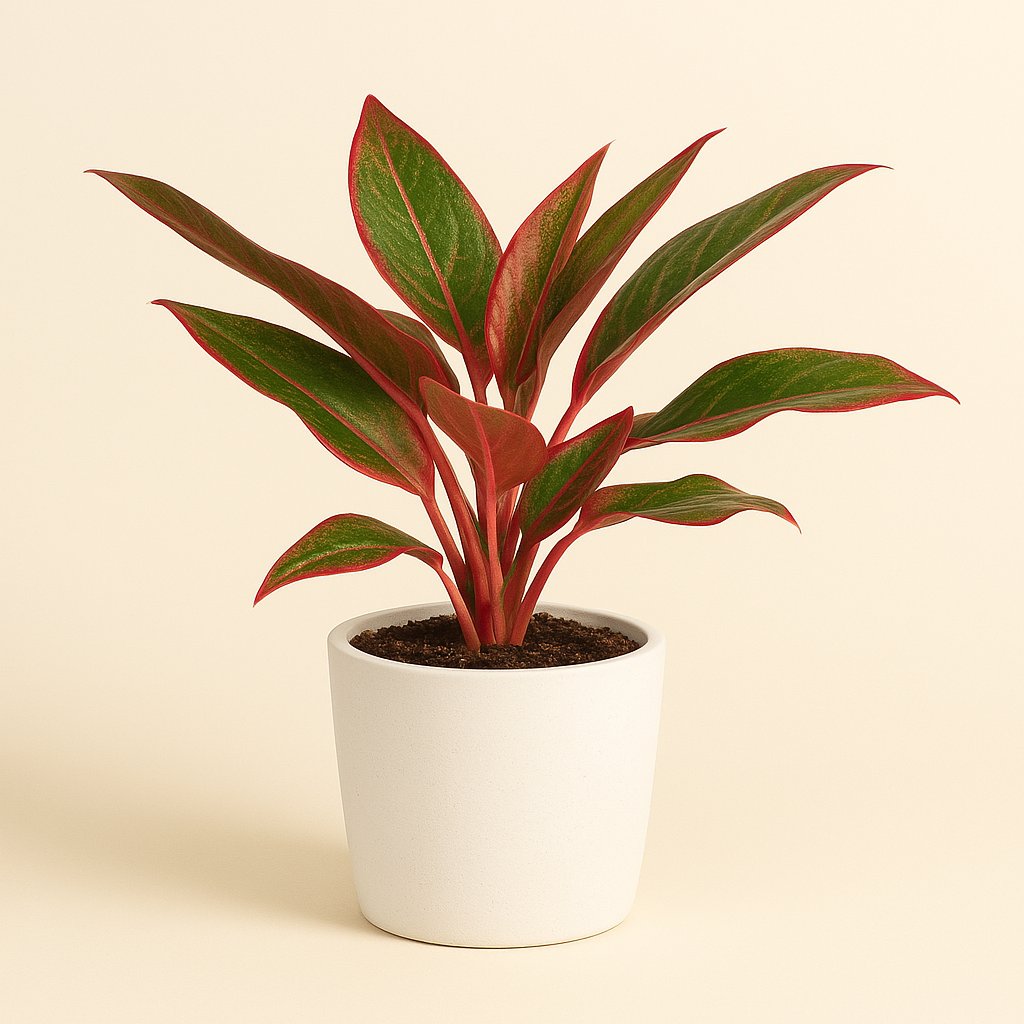 Aglaonema Crete - 50cm