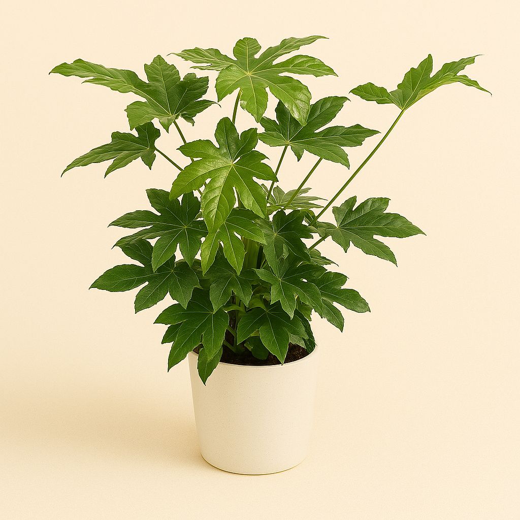 Fatsia Japonica - 85cm