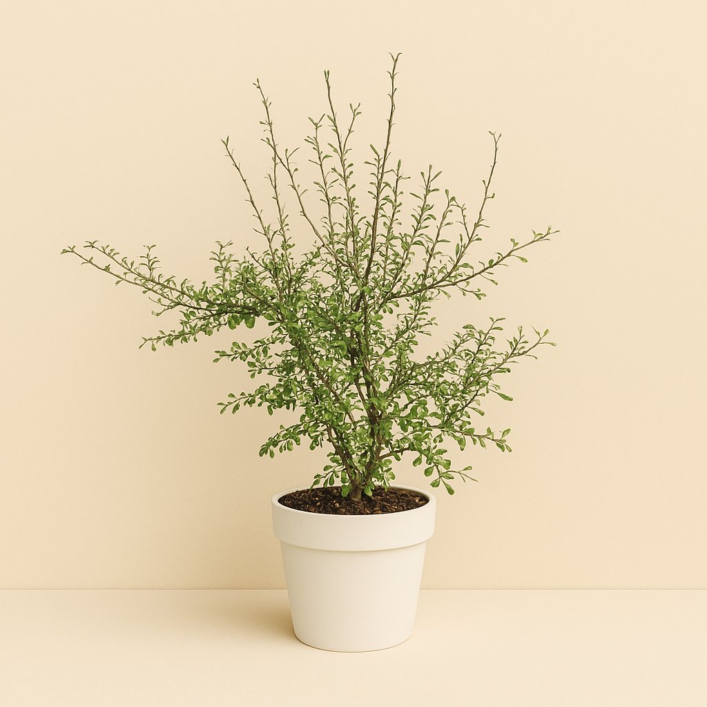 Maori Green Leaf - 25cm
