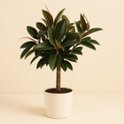 Ficus Elastica Melany - 90cm in einem modernen Studio mit modernem Topf