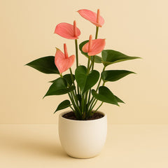 Anthurium Sweet Dream - 35cm