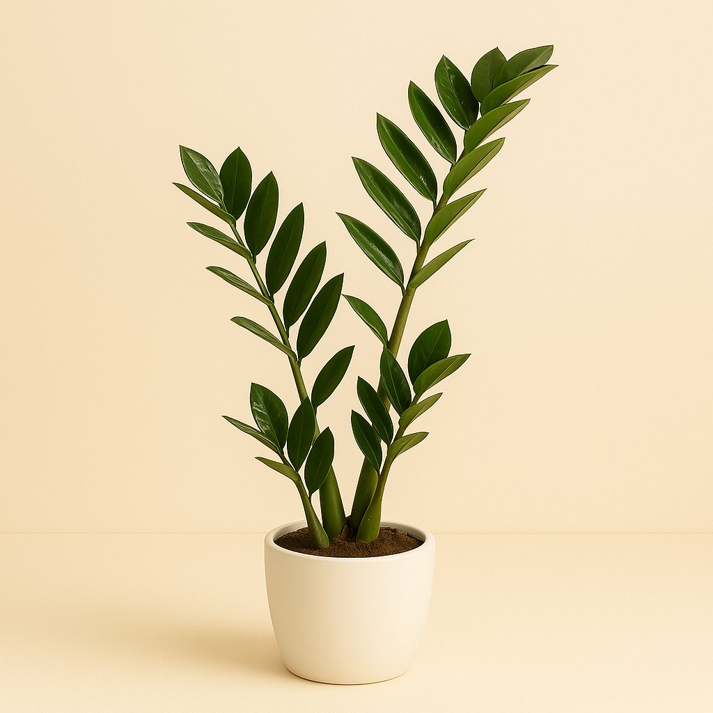 Zamioculcas Zamiifolia - 45cm