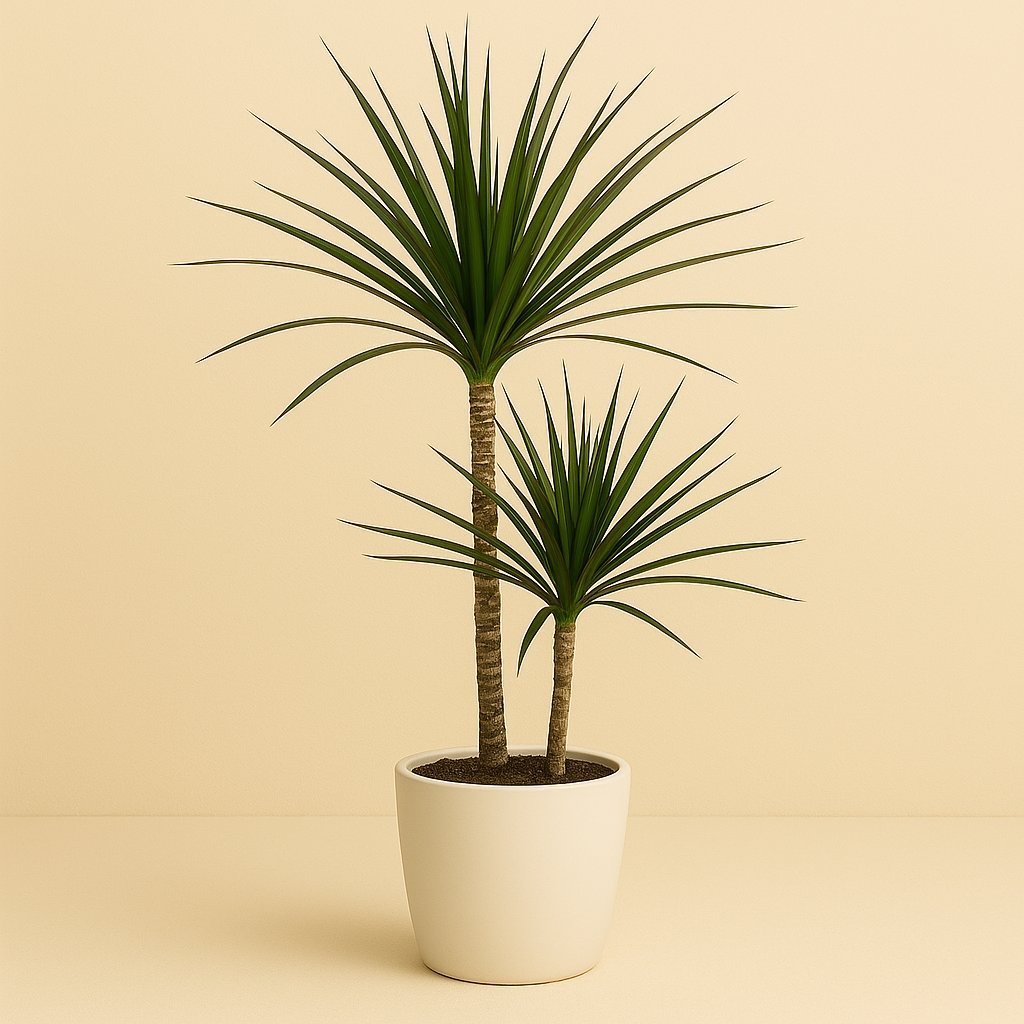 Dracaena Marginata - 75cm