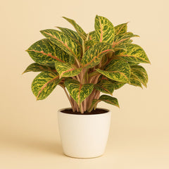 Aglaonema Spring Red - 60cm