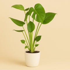 Monstera Deliciosa - 55cm