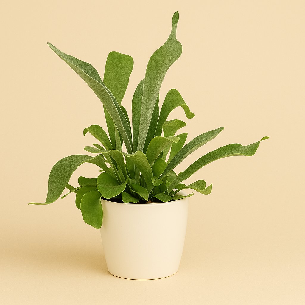 Platycerium Bifurcatum - 35cm