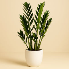 Zamioculcas Zamiifolia - 65cm