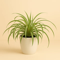 Chlorophytum Comosum Bonnie - 35cm
