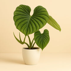 Philodendron Plowmanii - 50cm